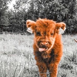 Meet your Posher, Mackenzie